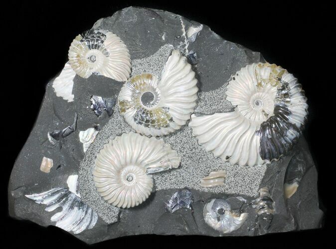 Gorgeous, Iridescent Deschaesites Ammonite Cluster #50763